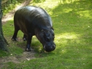 zoo hippos p1040720