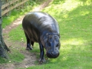 zoo hippos p9030126