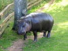 zoo hippos p9030127