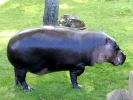 zoo hippos p9030129
