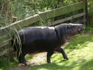zoo hippos p9030132