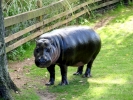 zoo hippos p9030134