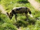 zoo hunting dog p1070904 s