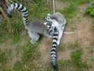 zoo lemurs p1040630
