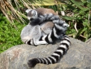 zoo lemurs p1040632