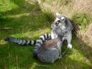 zoo lemurs p1040636