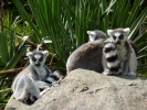 zoo lemurs p1040639