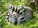 zoo lemurs p1040643