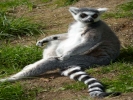 zoo lemurs p1040644
