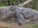 zoo lemurs p9030048