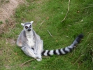 zoo lemurs p9030049