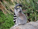 zoo lemurs p9030050