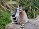 zoo lemurs p9030052