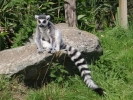 zoo lemurs p9030058