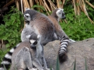 zoo lemurs p9030060