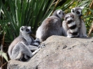 zoo lemurs p9030061