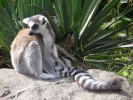 zoo lemurs p9030065
