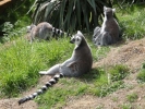 zoo lemurs p9030066