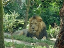 zoo lion male p1020447 b