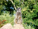 zoo meercats p9030138