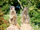zoo meercats p9030139