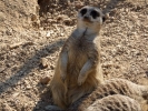 zoo meerkat p1070913 s