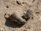 zoo meerkats p1020501 b