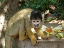 zoo monkey p1020452 b