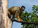 zoo monkey p1070804 s