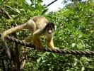zoo monkey p1070806 s
