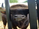 zoo oxen p1040569