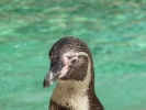zoo penguin head closeup p1020541 b