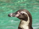 zoo penguin head closeup p1020542 b
