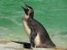 zoo penguin p1070858 s