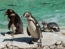 zoo penguins p1020539 b