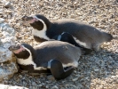 zoo penguins p1040762