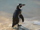 zoo penguins p1040766