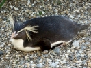 zoo penguins p1040768