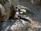 zoo penguins p1040770
