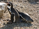 zoo penguins p1040771