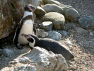 zoo penguins p1040773