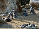 zoo penguins p1040774