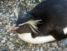 zoo penguins p1040776