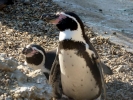 zoo penguins p1040779