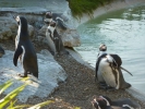 zoo penguins p1040781
