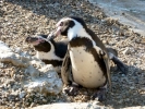 zoo penguins p1040782
