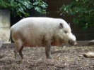 zoo pig bearded p1070945 s
