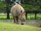zoo rhinos p1040564