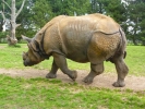 zoo rhinos p1040567