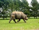 zoo rhinos p1040568